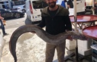 Antalya Körfezi’nden 3 metrelik yılan balığı...