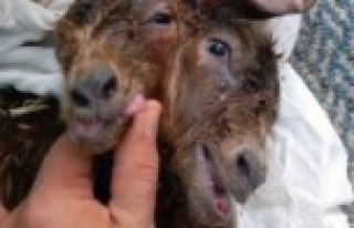 Çift başlı oğlak dünyaya geldi