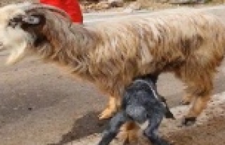 Gündoğmuş'da mahsur kaldığı mağaradan...