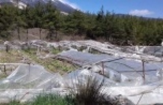 Kaş'ta hortum seraları vurdu