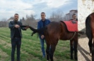 Kuyruğu kopan at için yeni kuyruk operasyonu