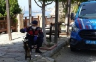 Alanya'da jandarma sokak hayvanlarını unutmadı