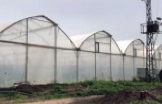 Alanya'da muz serasında feci ölüm