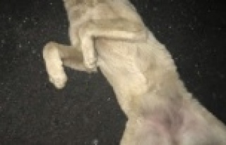 Alanya'da vicdansız sürücü köpeği ezip...