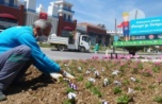 Alanya yaz çiçekleriyle güzelleşiyor