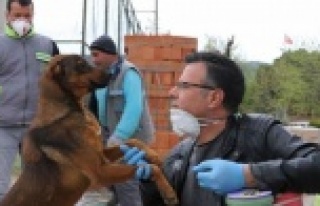 Bakanlıktan sokak hayvanları genelgesi