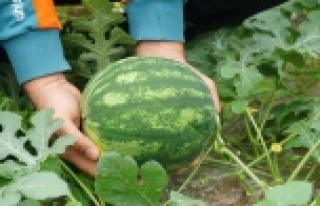 Gazipaşa'da Organik sera karpuzunda hasat heyecanı