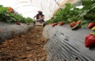 Herkes evde kaldı, çiftçi üretime devam etti