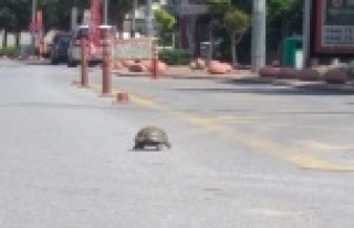 Kısıtlamayı fırsat bildi, sokak sokak gezdi