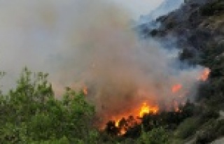 Muz bahçesinde çıkan yangın ormana sıçradı