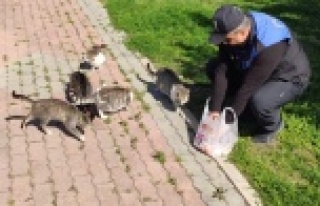 Polisler, sokakta yaşayan sahipsiz kedilere yiyecek...