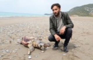 Sahile ölü caretta caretta vurdu