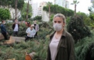 Sitede ağaç kesim gerginliği