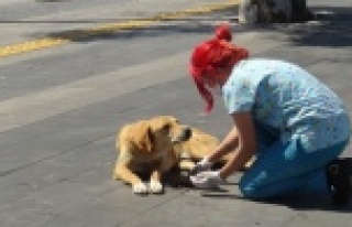 Sokağa çıkma yasağında Sokak hayvanları unutulmadı