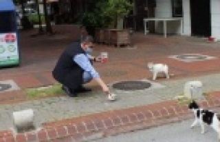 Sokak kedilerine Türkdoğan şefkati