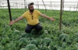 Turfanda karpuz çıktı