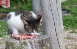 Yaylada yazlıkçıların bırakıp gittiği hayvanları...