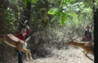 15 erkek alageyik doğaya bırakıldı