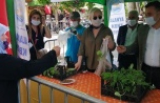 35 bin su kabağı fidesi dağıtıldı