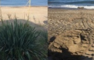 Alanya'da çevreciler onlar için nöbet tutuyor