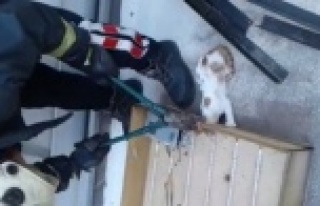 Alanya'da kedi kurtarma operasyonu
