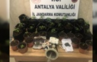 Alanya'da özel düzenekle uyuşturucu yetiştirilen...