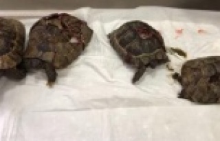 Alanya'da vahşet kurbanı kaplumbağalarda flaş...