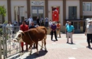 Alanya Müftülüğü şükür için boğa kurban...
