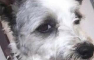 Alanya Polly'i arıyor