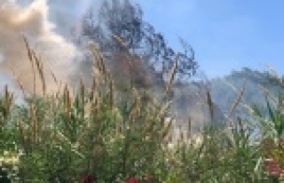 Alanya’da çalılık yangını