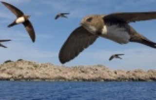 ALKÜ'den Akkarınlı Ebabil Kuşu projesi