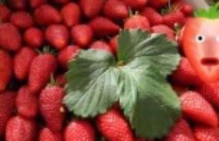 Avokadodan sonra çileğe video