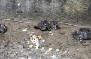 Bu vahşet Alanya'daki hayvanseverleri ayağa...