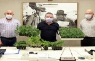 Büyükşehir’den çiftçilere fide desteği