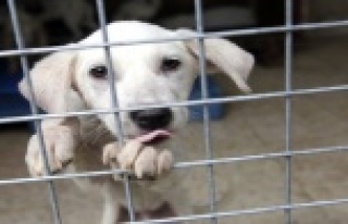 Büyükşehir’den Hayvan Barınağı’na bakım