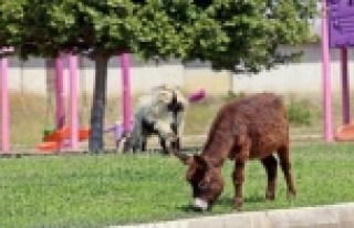 Çimleri uzayan çocuk parkları eşek ve keçilere...