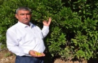 Çöl sıcağı mağduru çiftçilere destek gündemde