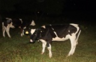 Günlerdir aynı yerde bağlı olarak yaşayan dört...