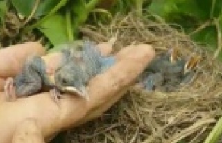 Kara Tavuk yavruları bakın yuvasını nereye yaptı?