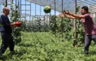 Komşuda karpuz hasadı başladı