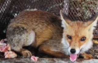 Tilkinin kurnazlığı emekli polise sökmedi