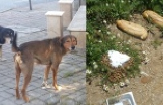 'Yaşam mücadelesine destek olun'