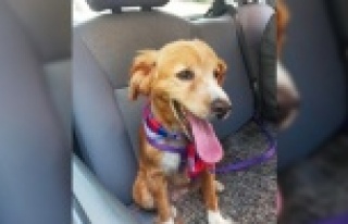 Alanya'da kayboldu! Bulana 500 TL ödül var