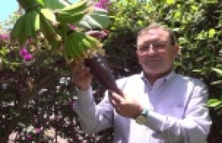 Alanya'da tropikal meyvecilik ilgi odağı oldu