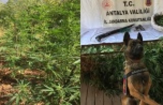 Alanya'da uyuşturucu operasyonu: 1 gözaltı