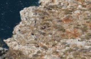 Alanya Kalesi'nden cesedi helikopterle alındı