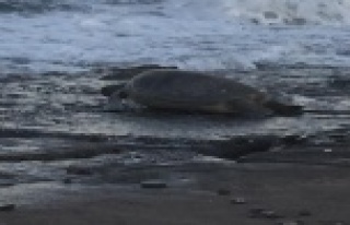 Alanya sahillerinde caretta carettaların yumurtlama...
