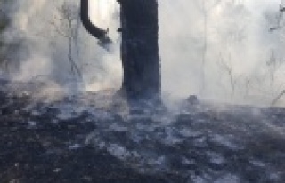 Antalya'da 2 dönüm makilik alan yandı