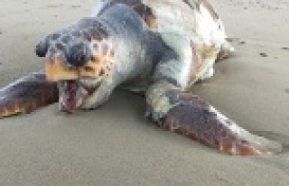 Balıkçı misinasına dolanan Caretta telef oldu