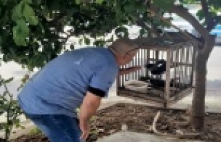 Balıkçının kediden kurtardığı kargayla 8 yıllık...